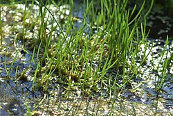 Littorella uniflora