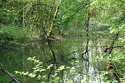 Lurchweiher im Kufsteiner Wald