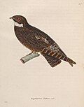 Bändernachtschwalbe (Lurocalis semitorquatus natteri) illustriert von Jean-Gabriel Prêtre