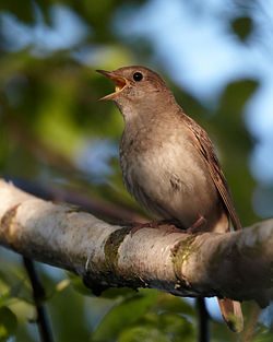 Luscinia luscinia