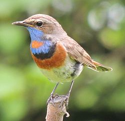 Rotsterniges Blaukehlchen (Luscinia svecica volgae)