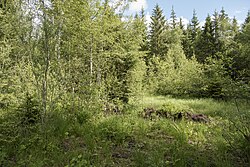 Hochmoor am Lutzenberg nördlich des Schwarzsees