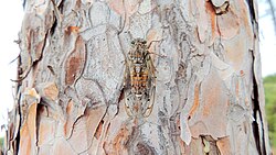 Lyristes plebejus