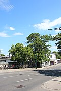 1 Ailanthus