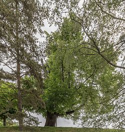 Sommer-Linde in Göriach