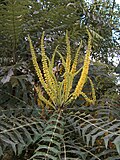Lomariablättrige Mahonie (Mahonia lomariifolia)