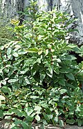 Kriechende Mahonie (Mahonia repens)