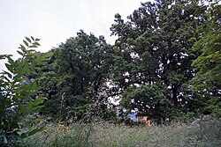 Maler-Fischbach-Eichen