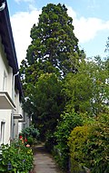 Mammutbaum (Sequoiadendron giganteum)