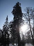 Naturgeschützter Mammutbaum