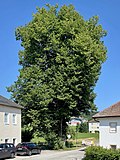 Manzenreiter-Linde