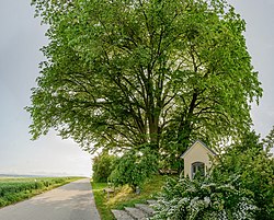 1 Sommerlinde, 1&nbsp;Feldulme