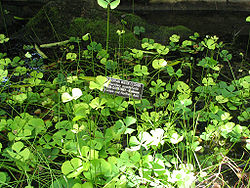 Marsilea quadrifolia