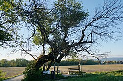 2 Maulbeerbäume in Ebenthal