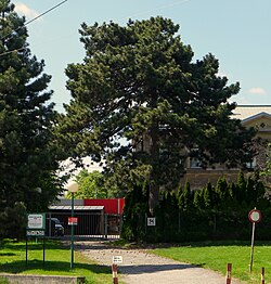 Schwarzkiefer (Pinus nigra)