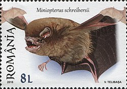 Miniopterus schreibersi