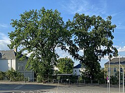 2 Eichen
