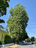 3 Säuleneichen