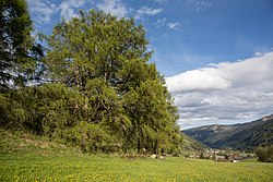 Kugellärche&nbsp;auf der Fötschlleiten