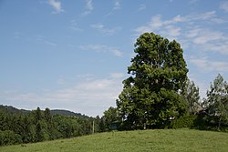 Lindengruppe beim Storegger-Gut in Thalgau