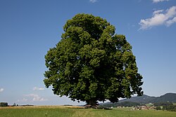 Gschirrnlinde in Eugendorf