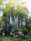 3 Winterlinden