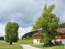 Obereibensteiner-Linden