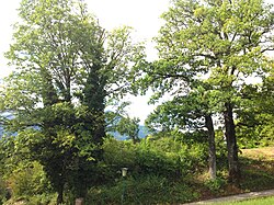 Bergahorn und 2 Eichen