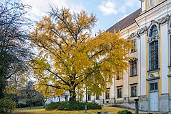 Ginkgobaum