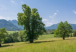 Gsanglinde in Viechtwang