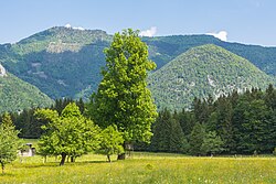 Linde auf der Bäckerschlag-Alm