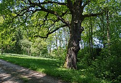 Eiche in Kematen