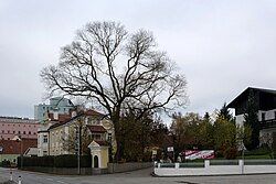 Schnurbaum in Schärding