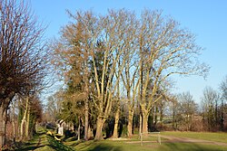 5 Platanen in Enns