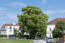Linde in Berg bei Ansfelden