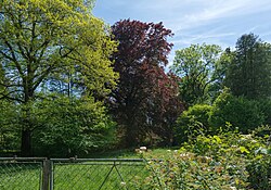 Rotbuche beim Schloss Eggendorf