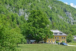 Sommerlinde in der Lahn