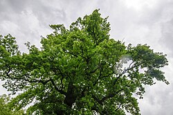 Eiche in Hötting Schulgasse