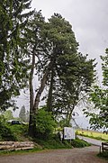 Alte Föhre oberhalb des Planötzenhofes