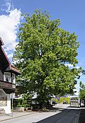 Winterlinde auf der Hungerburg