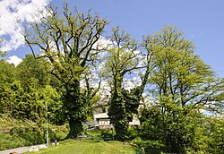 Zwei Robinien bei der alten Höttinger Kirche