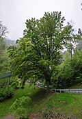 Blutbuche am Richardsweg