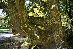 1 abendländische Platane