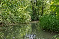 Traunauen bei St. Martin