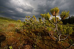 Latschenmoos in der Paal