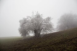 Pleschkogel, Walzkogel, Mühlbachgraben