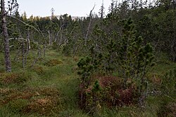 Pichlermoos in der Gaal