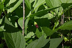 Standort des Krainer Tollkrauts in Dürnstein