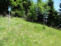 Halbtrockenrasen am Schartnerkogel, Massenvorkommen von Gelbem Lein