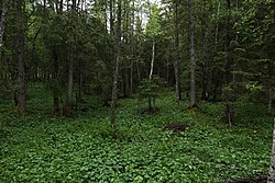 Auwald und Moorgebiet Greith